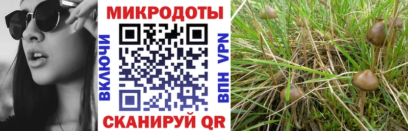 Псилоцибиновые грибы Cubensis как найти закладки мориарти какой сайт Пестово